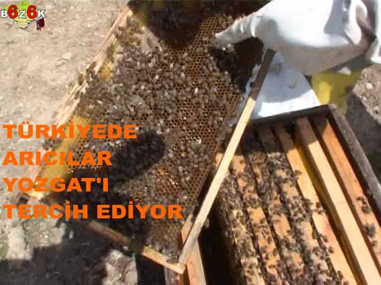 TÜRKİYE DE ARICILAR YOZGAT’I TERCİH EDİYOR