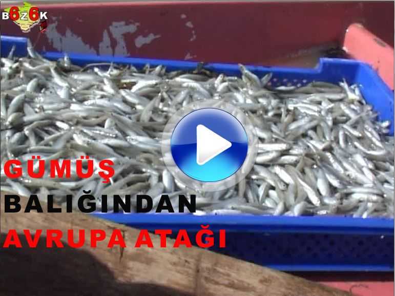 GÜMÜŞ BALIÐI AVRUPA’YA İHRAÇ EDİLİYOR