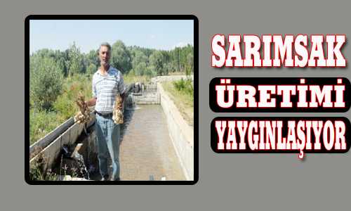 SARIMSAK ÜRETİMİ YAYGINLAŞIYOR