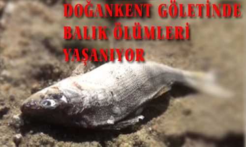 DOÐANKET GÖLETİNDE BALIK ÖLÜMLERİ YAŞANIYOR