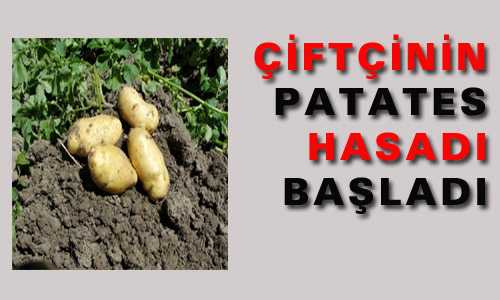ÇİFTÇİNİN PATATES HASADI BAŞLARI