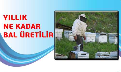 YILDA NE KADAR BAL ÜRETİLİR