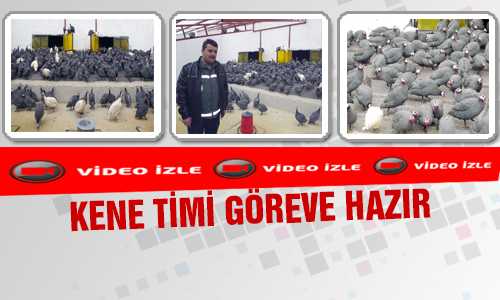 KENEYE BEÇ TAVUÐU VE KEKLİK ÇÖZÜMÜ
