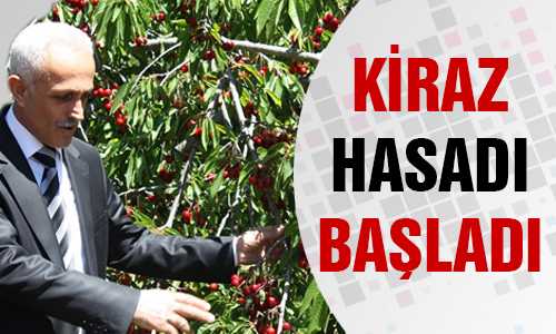 YOZGAT’TA KİRAZLAR TOPLANIYOR