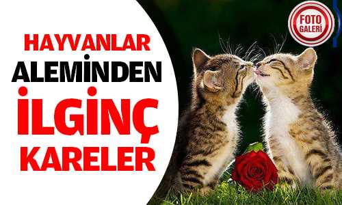 Hayvanlar Aleminden Kareler