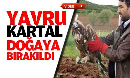 Yaralı Yavru Kartl Tedaviden Sonra Doğaya Bırakıldı