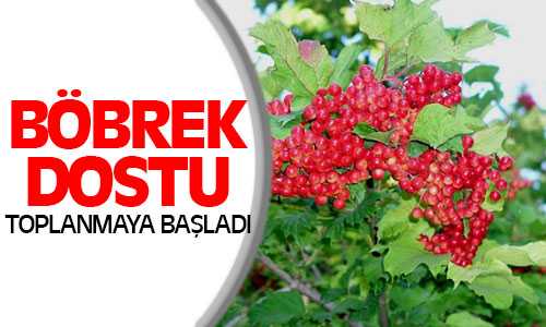 Böbrek Dostu Girebolu Bitkisi Toplanmaya Başladı