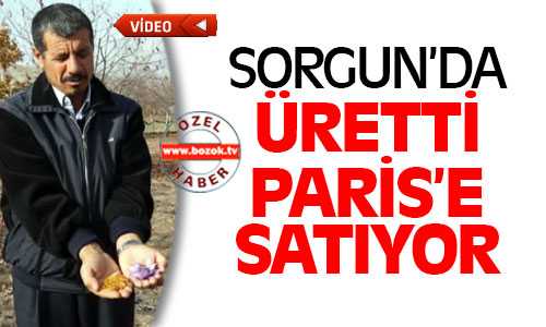 Denemek İçin Ürettiği Safran Bitkisi’ni Paris’e de Sattı