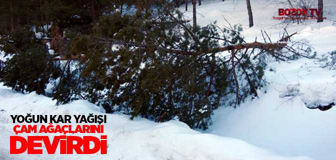 Kar yağışı Yozgat'ta çam ağaçlarını devirdi