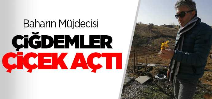 Çiğdemler çiçek açtı