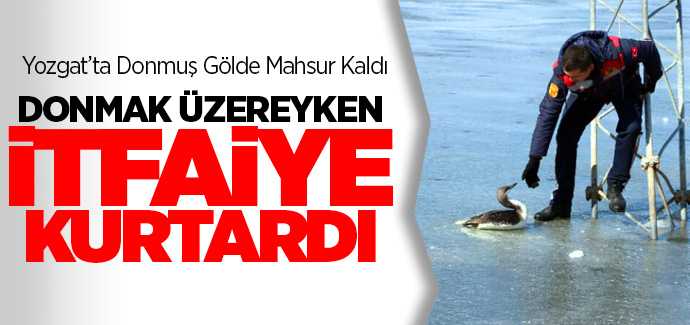 Donan gölde mahsur kalan Kara Gerdanlı Dalgıç Kuşunu Belediye İtfaiye ekipleri kurtardı