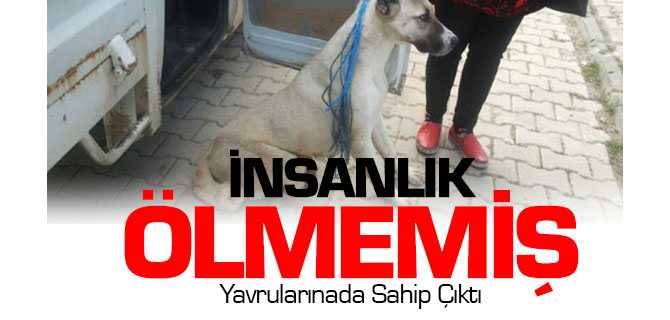 Bacağı Kesilmiş Yavrulu Sokak Köpeğine Sahip Çıktı