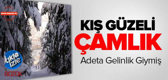 Kış Güzeli Çamlık
