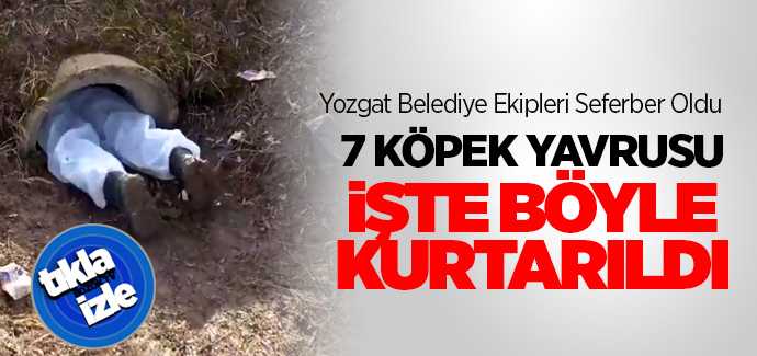 7 Köpek yavrusu Yozgat Belediye ekiplerince böyle kurtarıldı