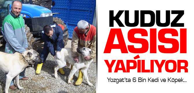 Yozgat'ta 6 Bin Kedi ve Köpeğe Kuduz Aşısı Yapıldı