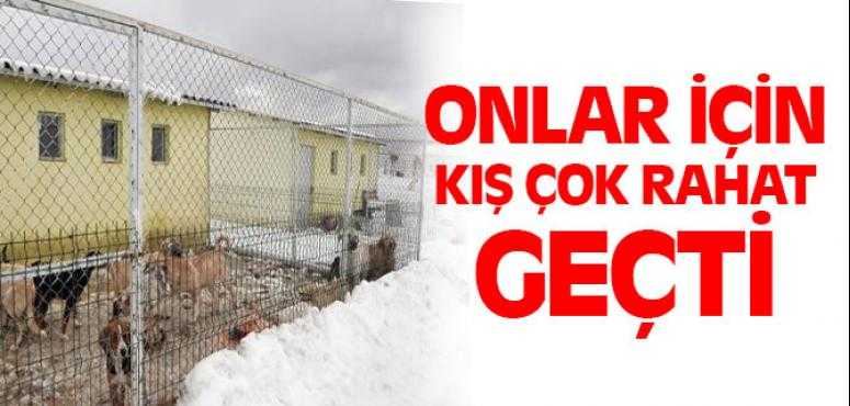 Yozgat Belediyesi Kışın Sokak Hayvanlarına Sahip Çıktı