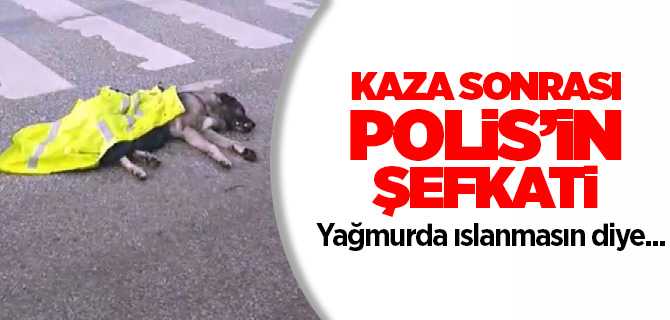 Sorgun'da aracın çarptığı köpeğin yardımına trafik polisleri yetişti