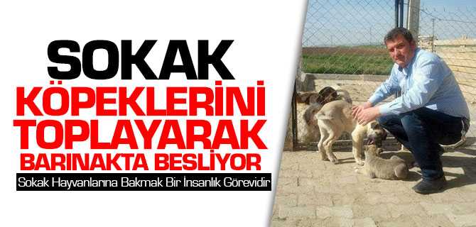 Sokak Hayvanlarını Toplayarak Barınakta Besliyor