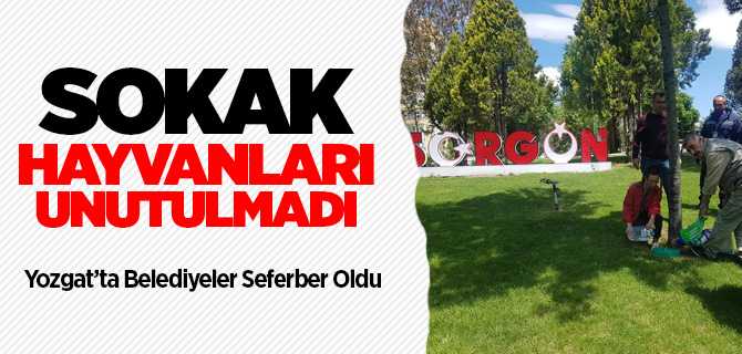 Yozgat ve ilçelerinde sokak hayvanları unutulmadı