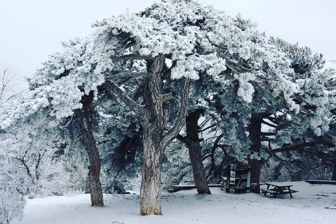 Yozgat Çamlık Kış Manzaraları