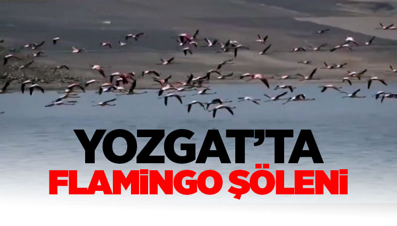 Yozgat’ta Flamingo Şöleni: Gelingüllü Barajı’nda Kartpostallık Görüntüler