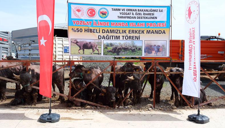 Damızlık Mandalar Üreticilere Teslim Edildi